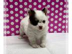 Chihuahua PUPPY FOR SALE ADN-788245 - Tiny Longhaiir Puppy 2