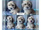 Maltipoo PUPPY FOR SALE ADN-788246 - Maltipoo mix