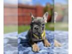 French Bulldog PUPPY FOR SALE ADN-788255 - Blue and Tan