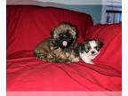 Shorkie Tzu PUPPY FOR SALE ADN-788256 - Solid black Shorkie litter