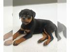 Rottweiler PUPPY FOR SALE ADN-788261 - AKC Rottweiler Puppies