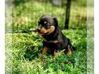 Rottweiler PUPPY FOR SALE ADN-788261 - AKC Rottweiler Puppies