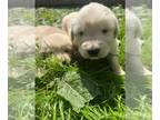 Golden Retriever PUPPY FOR SALE ADN-788262 - Golden retriever pups