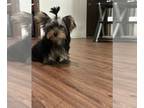 Yorkshire Terrier PUPPY FOR SALE ADN-788272 - Sweet baby boy