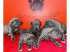 American Pit Bull Terrier PUPPY FOR SALE ADN-788273 - Blue Nose Puppies