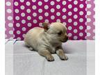 Chihuahua PUPPY FOR SALE ADN-788277 - Tiny Shorthair Female