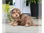 ShihPoo PUPPY FOR SALE ADN-788280 - F1 Shihpoo