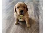 Golden Retriever PUPPY FOR SALE ADN-788282 - Golden retriever