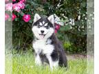 Siberian Husky PUPPY FOR SALE ADN-788288 - Siberian Husky