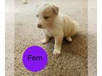 Border Collie PUPPY FOR SALE ADN-788295 - Golden Border Collie