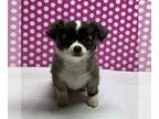 Chihuahua PUPPY FOR SALE ADN-788296 - Tiny Longhair Female puppy 2