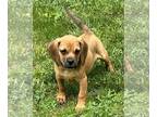Puggle PUPPY FOR SALE ADN-788297 - Adorable Puggle puppy
