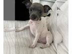 Rat Terrier PUPPY FOR SALE ADN-788298 - Female Rat Terrier puppy