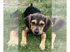Puggle PUPPY FOR SALE ADN-788299 - Adorable puggle puppy