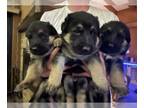 German Shepherd Dog PUPPY FOR SALE ADN-788301 - Looking for our forever homes