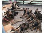 Belgian Malinois PUPPY FOR SALE ADN-788304 - TRAINED FULL REGISTERED BELGIAN