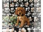 Cocker Spaniel PUPPY FOR SALE ADN-788309 - Adorable Cocker Spaniel Puppy