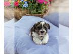 Shorkie Tzu PUPPY FOR SALE ADN-788312 - Shorkie puppies