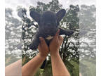 French Bulldog PUPPY FOR SALE ADN-788315 - Frenchie Puppies