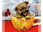Morkie PUPPY FOR SALE ADN-788322 - Tcup Faye