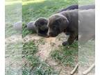 Labrador Retriever PUPPY FOR SALE ADN-788342 - Chocolate Labrador puppy