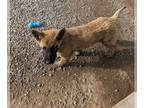 Belgian Malinois PUPPY FOR SALE ADN-788348 - Belgian Malinois