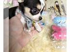 Chihuahua PUPPY FOR SALE ADN-788351 - Debs California TACO JACK