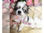 Chihuahua PUPPY FOR SALE ADN-788354 - Debs Calif chihuahua BLUEBERRY