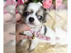 Chihuahua PUPPY FOR SALE ADN-788354 - Calif applehead chihuahua BLUEBERRY