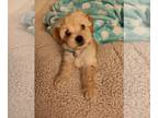 Poodle (Miniature)-Poodle (Toy) Mix PUPPY FOR SALE ADN-788360 - Toy Poodle for