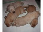 Labrador Retriever PUPPY FOR SALE ADN-788363 - AKC Labrador Retriever puppies
