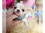 Chihuahua PUPPY FOR SALE ADN-788364 - BUGSBY Debs chihuahuas