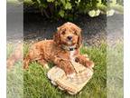 Cavapoo PUPPY FOR SALE ADN-788372 - Paige