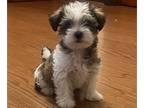Morkie PUPPY FOR SALE ADN-788376 - Gorgeous Morkie puppies