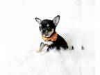 Chihuahua PUPPY FOR SALE ADN-788382 - Ryder