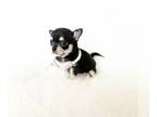 Chihuahua PUPPY FOR SALE ADN-788386 - Harmony