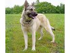 Adopt Commander a German Shepherd Dog