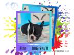 Faux Frenchbo Bulldog PUPPY FOR SALE ADN-788397 - Finn
