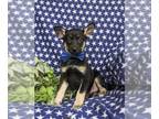 German Shepherd Dog-Siberian Husky Mix PUPPY FOR SALE ADN-788399 - Too Cute