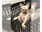 French Bulldog PUPPY FOR SALE ADN-788408 - AKC French bulldog puppies