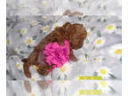Poodle (Toy) PUPPY FOR SALE ADN-788411 - Poodle Red Purebred Female