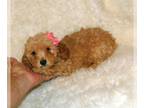 Poodle (Toy) PUPPY FOR SALE ADN-788416 - Small Female Red Toy Poodle