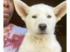 Siberian Husky PUPPY FOR SALE ADN-788425 - Full Breed Siberian Husky