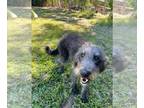 Irish Wolfhound DOG FOR ADOPTION ADN-788394 - Chloe 2nd gen mastidoodle