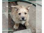 Cairn Terrier DOG FOR ADOPTION ADN-787862 - Cairn Terrier mix puppy for adoption