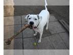 Dogo Argentino Mix DOG FOR ADOPTION RGADN-1090046 - Bea - Dogo Argentino / Mixed