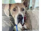 American Pit Bull Terrier-Great Dane Mix DOG FOR ADOPTION RGADN-1088143 - Taz -