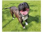 American Pit Bull Terrier Mix DOG FOR ADOPTION RGADN-1088873 - Tommy - Pit Bull
