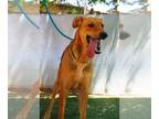 German Shepherd Dog-Greyhound Mix DOG FOR ADOPTION RGADN-1089771 - Winchester -