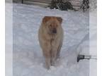Chow Chow DOG FOR ADOPTION RGADN-1089996 - Honey - Chow Chow (long coat) Dog For